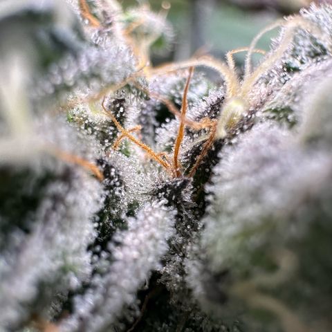 CxLAZ #14 53.59g growlog timeline photo