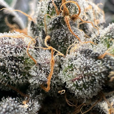 CxLAZ #11 50.28g growlog timeline photo