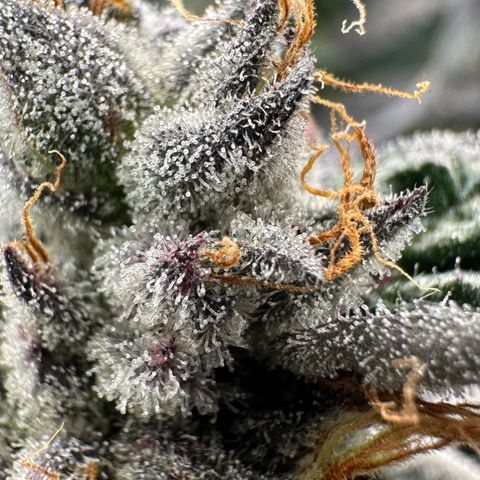 CxLAZ #03 45.52g growlog timeline photo