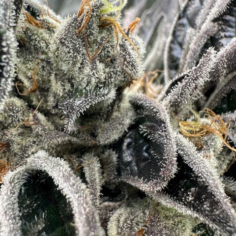 CxLAZ #03 45.52g growlog timeline photo