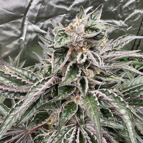 CxLAZ #03 45.52g growlog timeline photo