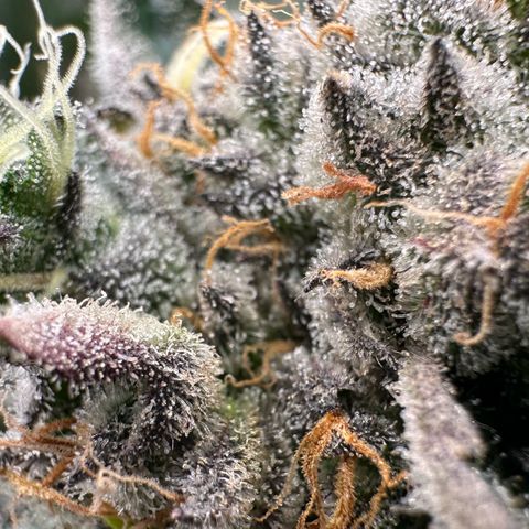 CxLAZ #31 58.75g growlog timeline photo