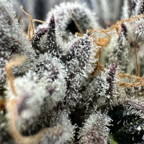 Misc x (LA Kush x Zkittles) #37 42.26g growlog timeline photo