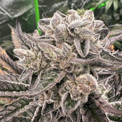 Misc x (LA Kush x Zkittles) #29 25.69g growlog timeline photo