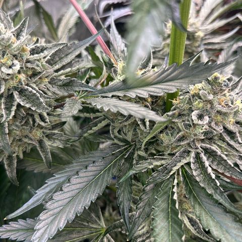 CxLAZ #24 37.13g growlog timeline photo