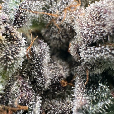 Misc x (LA Kush x Zkittles) #27 33.12g growlog timeline photo