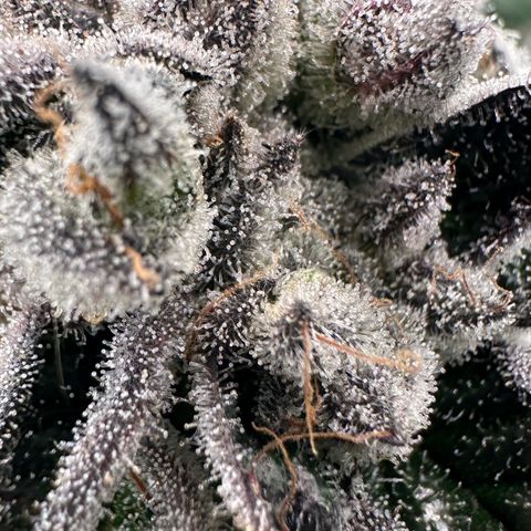 Misc x (LA Kush x Zkittles) #29 25.69g growlog timeline photo