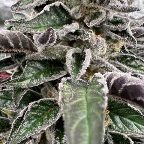 CxLAZ #03 45.52g growlog timeline photo
