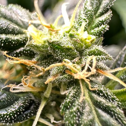 Auto Think Different  #3 growlog timeline photo