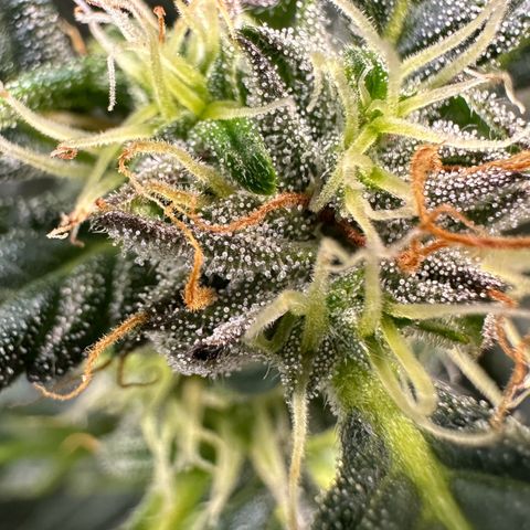 Auto Think Different  #3 growlog timeline photo
