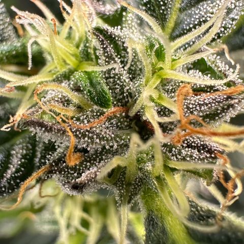 Auto Think Different  #3 growlog timeline photo
