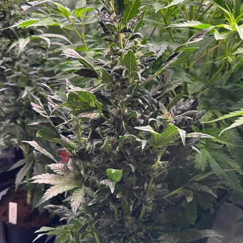 Auto Think Different  #3 growlog timeline photo