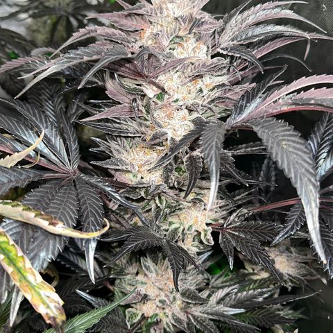 Misc x (LA Kush x Zkittles) #37 42.26g growlog timeline photo