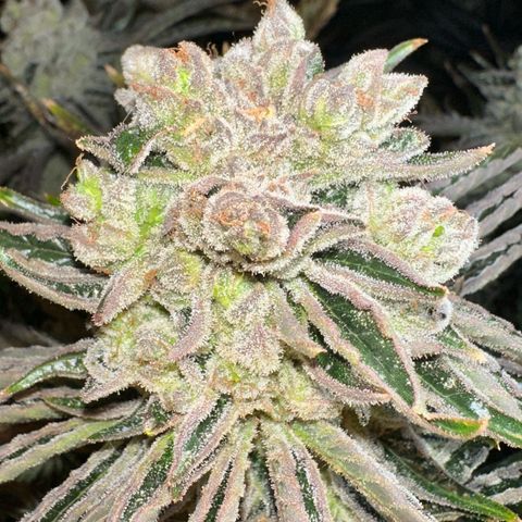Misc x (LA Kush x Zkittles) #37 42.26g growlog timeline photo