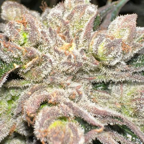 Misc x (LA Kush x Zkittles) #37 42.26g growlog timeline photo