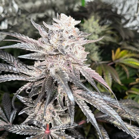 Misc x (LA Kush x Zkittles) #22 34.14g growlog timeline photo