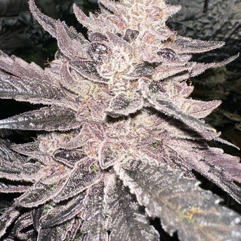 Misc x (LA Kush x Zkittles) #22 34.14g growlog timeline photo