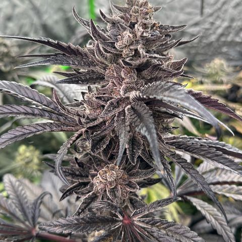 Misc x (LA Kush x Zkittles) #22 34.14g growlog timeline photo