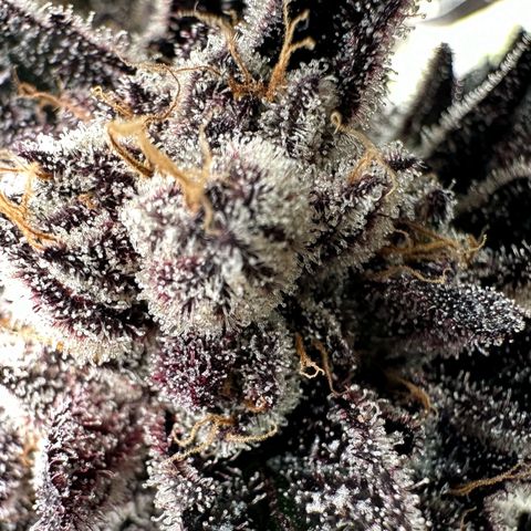Misc x (LA Kush x Zkittles) #22 34.14g growlog timeline photo