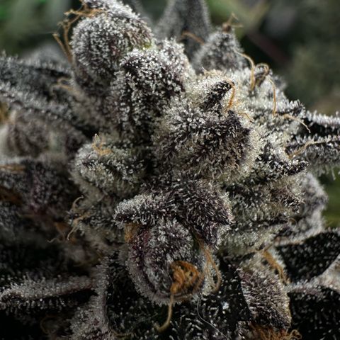 Misc x (LA Kush x Zkittles) #22 34.14g growlog timeline photo