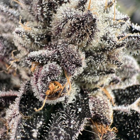 Misc x (LA Kush x Zkittles) #22 34.14g growlog timeline photo