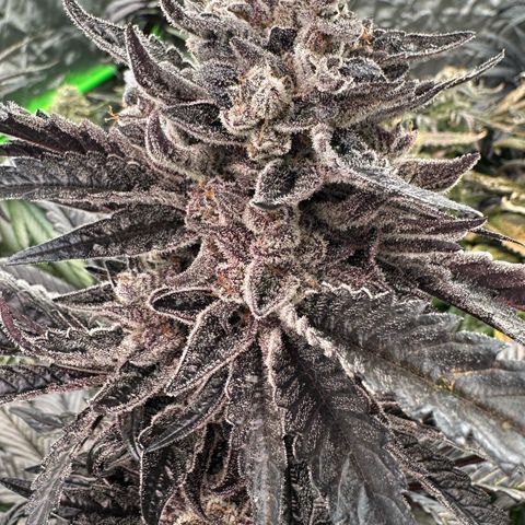 Misc x (LA Kush x Zkittles) #22 34.14g growlog timeline photo