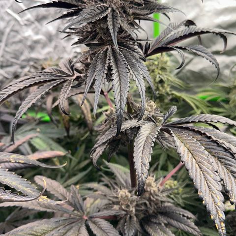 Misc x (LA Kush x Zkittles) #22 34.14g growlog timeline photo