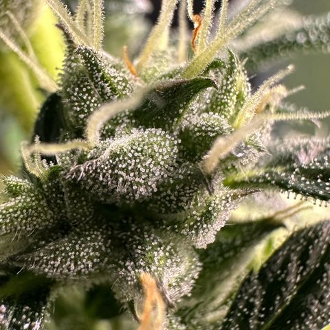 Auto Think Different  #1 growlog timeline photo