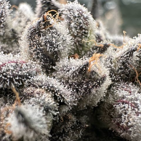 Misc x (LA Kush x Zkittles) #29 25.69g growlog timeline photo