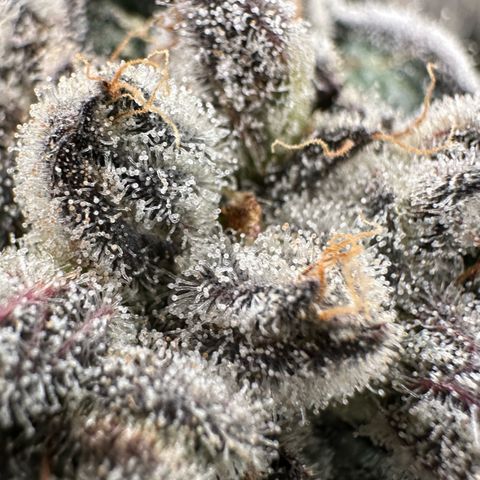 Misc x (LA Kush x Zkittles) #29 25.69g growlog timeline photo