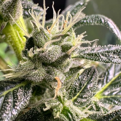 Auto Think Different  #1 growlog timeline photo
