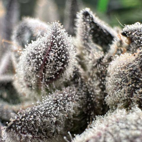Misc x (LA Kush x Zkittles) #29 25.69g growlog timeline photo