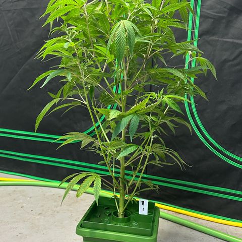 MiscxLAZ #08 C #1 growlog timeline photo