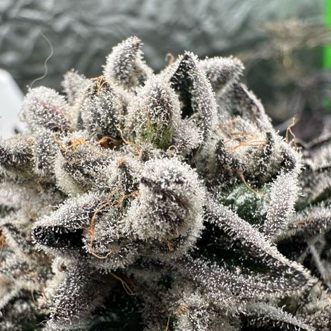 Misc x (LA Kush x Zkittles) #29 25.69g growlog timeline photo