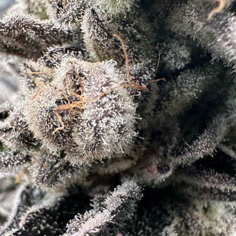 Misc x (LA Kush x Zkittles) #29 25.69g growlog timeline photo