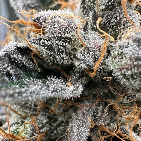 CxLAZ #11 50.28g growlog timeline photo