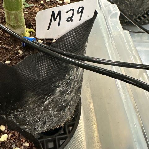 Misc x (LA Kush x Zkittles) #29 25.69g growlog timeline photo
