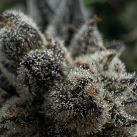Misc x (LA Kush x Zkittles) #22 34.14g growlog timeline photo