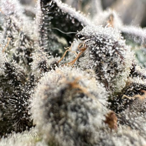 Misc x (LA Kush x Zkittles) #29 25.69g growlog timeline photo
