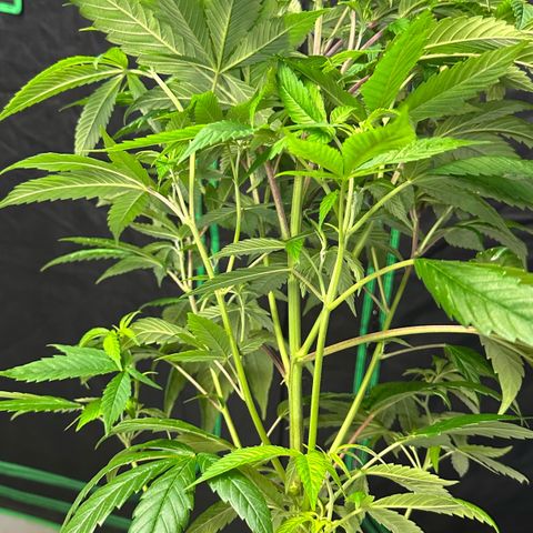 MiscxLAZ #26 C #2 growlog timeline photo