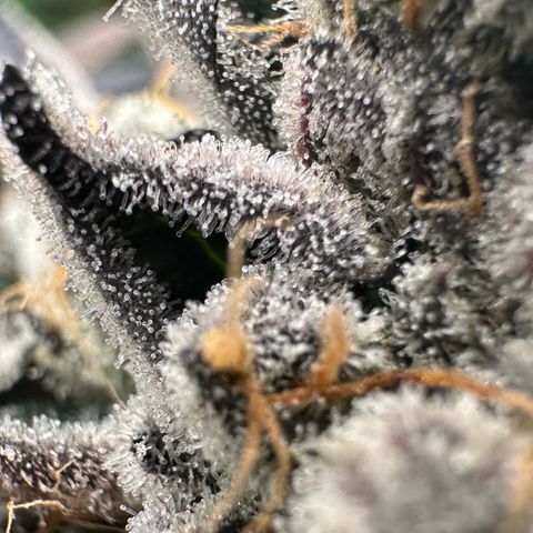 CxLAZ #16 50.72g growlog timeline photo