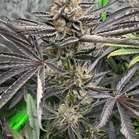 CxLAZ #11 50.28g growlog timeline photo
