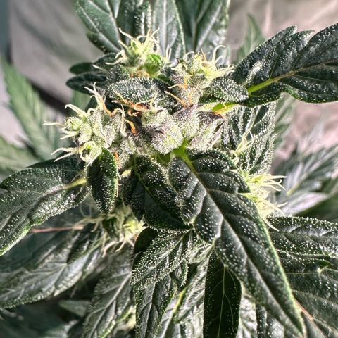 Auto Think Different  #1 growlog timeline photo
