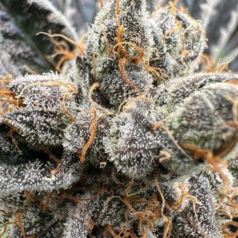 CxLAZ #11 50.28g growlog timeline photo