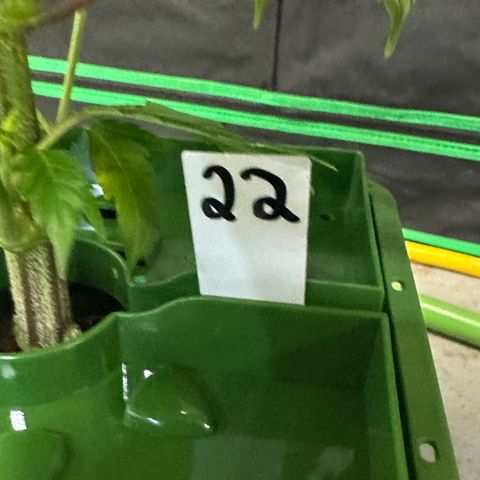 MiscxLAZ #22 C 42.33g growlog photo: Transplanted into 1gal