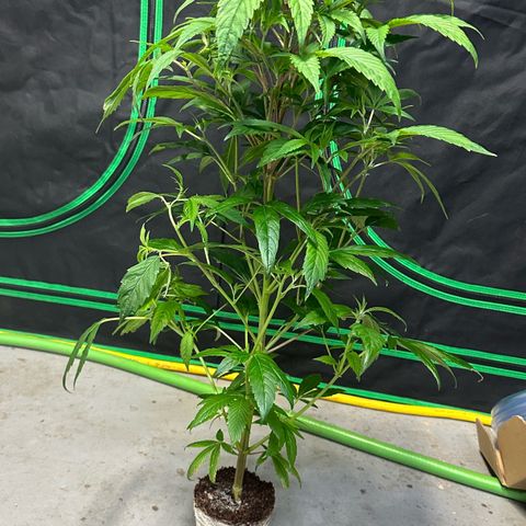 MiscxLAZ #26 C #1 47.15g growlog timeline photo