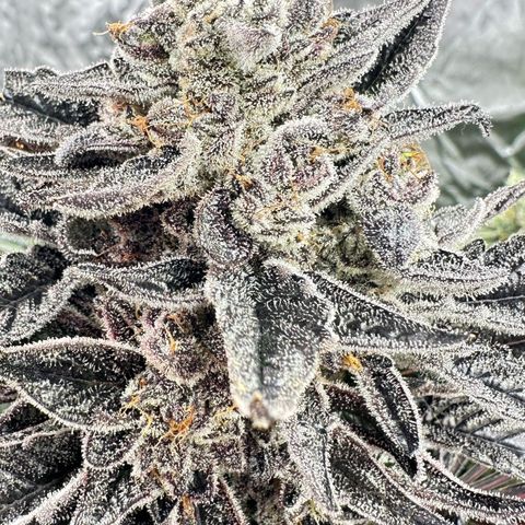 CxLAZ #11 50.28g growlog timeline photo