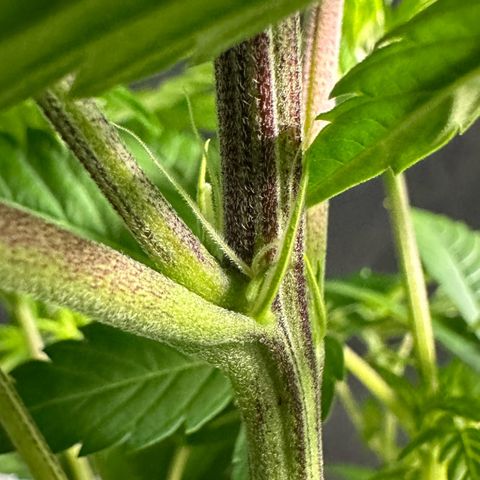 Fuel D.OG #1 Female 47.36g growlog timeline photo