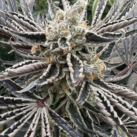 CxLAZ #16 50.72g growlog timeline photo
