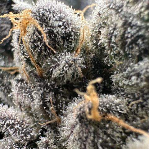 CxLAZ #16 50.72g growlog timeline photo